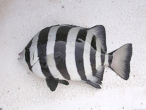 Striped beakfish